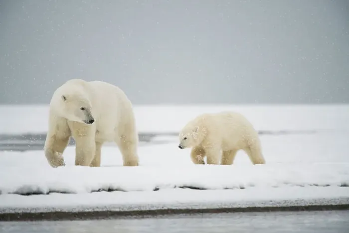 Framed Print : Polar bear (Ursus maritimus), sow with spring cub along a barrier island during fall freeze up Framed Print : Polar bear (Ursus maritimus), sow with spring cub along a barrier island during fall freeze up