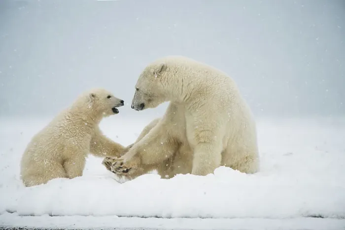 Framed Print : Polar bear (Ursus maritimus), sow with spring cub play with one another along a barrier island during fall freeze up