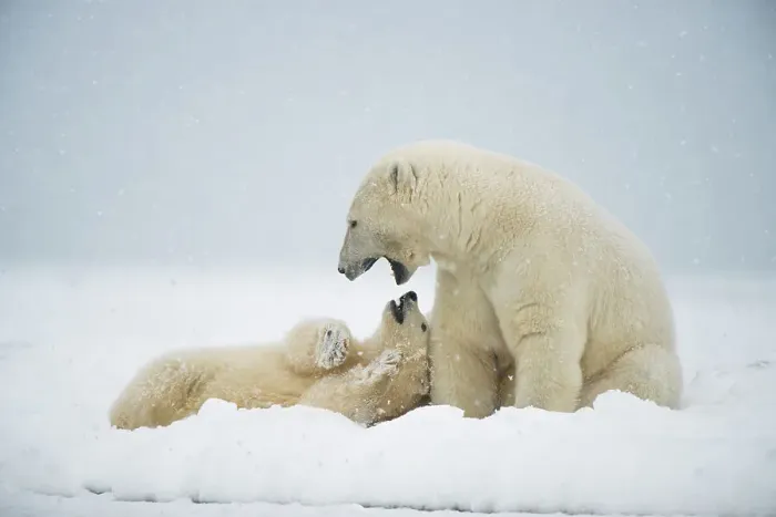 Framed Print : Polar bear (Ursus maritimus), sow with spring cub play with one another along a barrier island during fall freeze up Framed Print : Polar bear (Ursus maritimus), sow with spring cub play with one another along a barrier island during fall freeze up