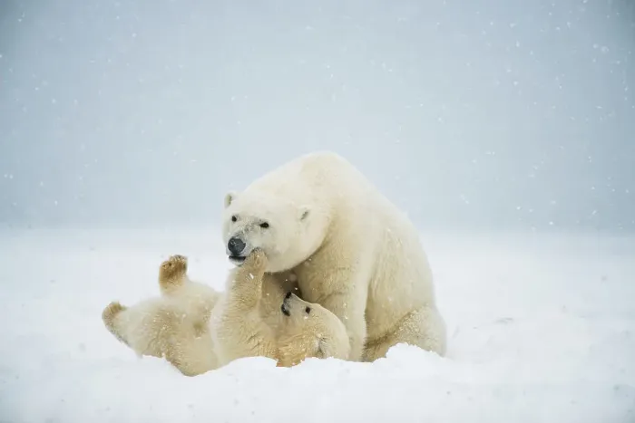 Framed Print : Polar bear (Ursus maritimus), sow with spring cub play with one another along a barrier island during fall freeze up Framed Print : Polar bear (Ursus maritimus), sow with spring cub play with one another along a barrier island during fall freeze up