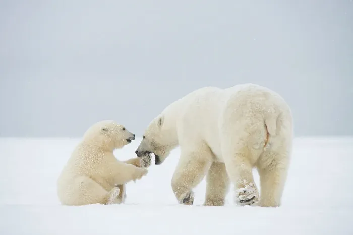 Framed Print : Polar bear (Ursus maritimus), sow with spring cub play with one another along a barrier island during fall freeze up Framed Print : Polar bear (Ursus maritimus), sow with spring cub play with one another along a barrier island during fall freeze up