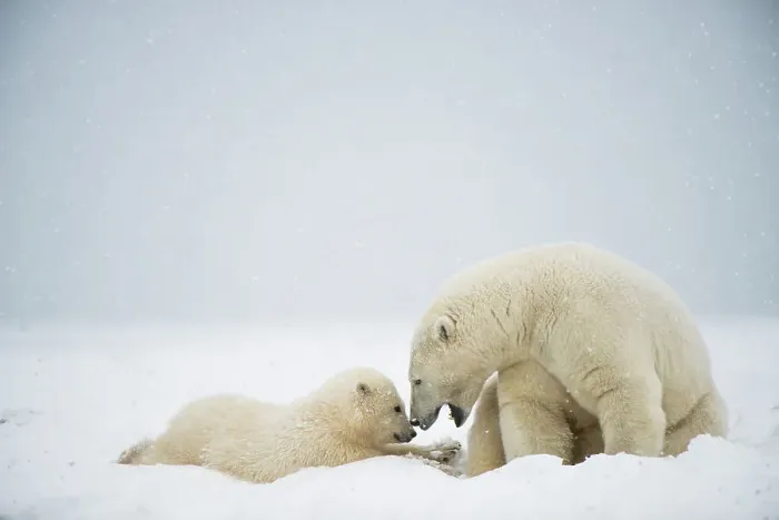 Framed Print : Polar bear (Ursus maritimus), sow with spring cub rest along a barrier island during fall freeze up Framed Print : Polar bear (Ursus maritimus), sow with spring cub rest along a barrier island during fall freeze up