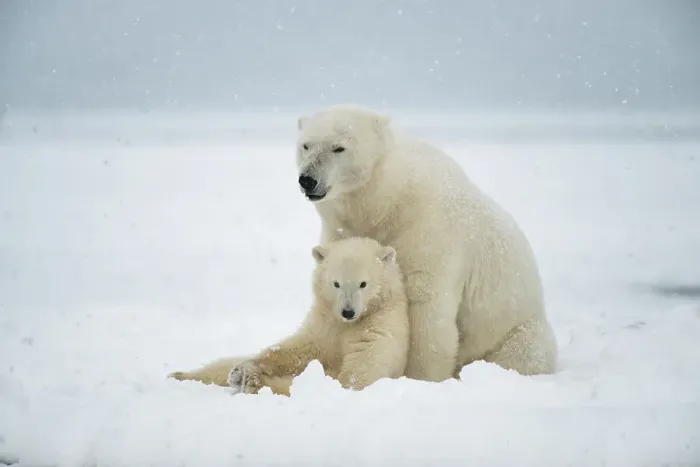 Framed Print : Polar bear (Ursus maritimus), sow with spring cub rest along a barrier island during fall freeze up Framed Print : Polar bear (Ursus maritimus), sow with spring cub rest along a barrier island during fall freeze up