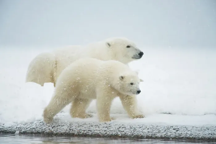 Framed Print : Polar bear (Ursus maritimus), sow with spring cub rest along a barrier island during fall freeze up Framed Print : Polar bear (Ursus maritimus), sow with spring cub rest along a barrier island during fall freeze up