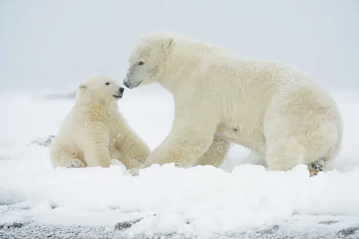 Framed Print : Polar bear (Ursus maritimus), sow with spring cub rest along a barrier island during fall freeze up Framed Print : Polar bear (Ursus maritimus), sow with spring cub rest along a barrier island during fall freeze up