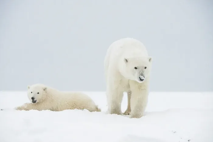 Framed Print : Polar bear (Ursus maritimus), sow with spring cub rest along a barrier island during fall freeze up Framed Print : Polar bear (Ursus maritimus), sow with spring cub rest along a barrier island during fall freeze up