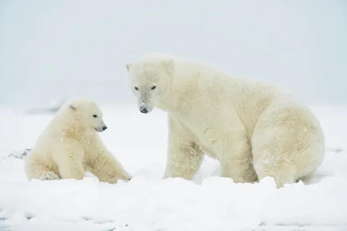 Framed Print : Polar bear (Ursus maritimus), sow with spring cub rest along a barrier island during fall freeze up Framed Print : Polar bear (Ursus maritimus), sow with spring cub rest along a barrier island during fall freeze up