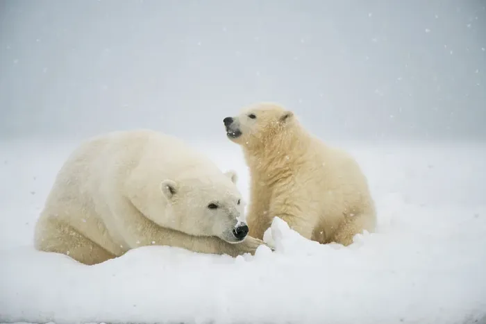 Framed Print : Polar bear (Ursus maritimus), sow with spring cub rest along a barrier island during fall freeze up Framed Print : Polar bear (Ursus maritimus), sow with spring cub rest along a barrier island during fall freeze up