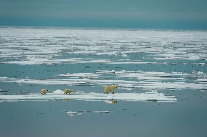 Framed Print : polar bear, Ursus maritimus, sow with spring cubs travel multi-year sea ice in search of seals in summer