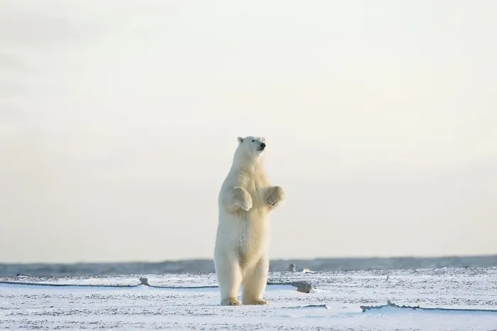 Framed Print : Polar bear (Ursus maritimus) sow standing on a barrier island Framed Print : Polar bear (Ursus maritimus) sow standing on a barrier island