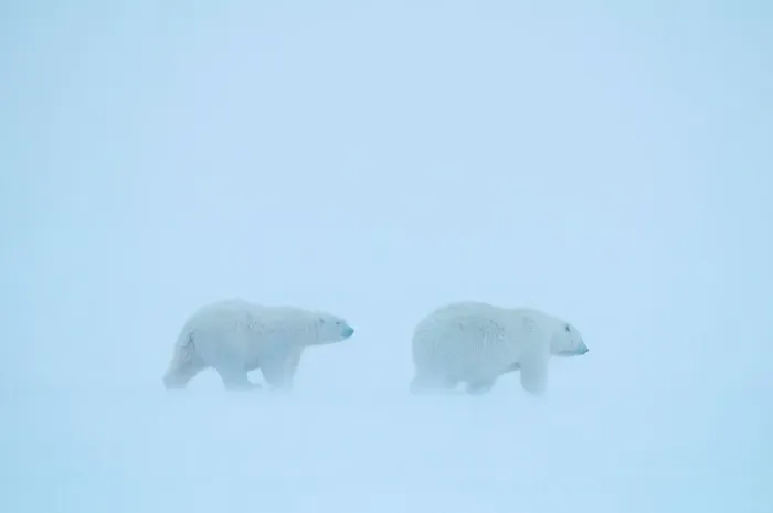 Framed Print : polar bear, Ursus maritimus, sow with subadult cub travel along the foggy coast during fall freeze up Framed Print : polar bear, Ursus maritimus, sow with subadult cub travel along the foggy coast during fall freeze up
