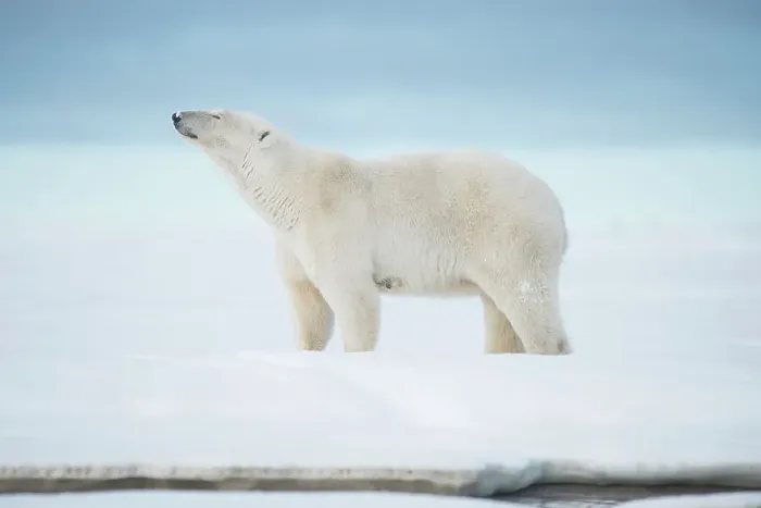 Framed Print : Polar bear (Ursus maritimus), sow walks along a barrier island during fall freeze up Framed Print : Polar bear (Ursus maritimus), sow walks along a barrier island during fall freeze up