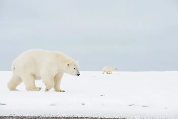 Framed Print : Polar bear (Ursus maritimus), sow walks along a barrier island during fall freeze up Framed Print : Polar bear (Ursus maritimus), sow walks along a barrier island during fall freeze up