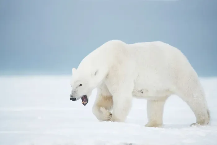 Framed Print : Polar bear (Ursus maritimus), sow yawns and walks along a barrier island during fall freeze up Framed Print : Polar bear (Ursus maritimus), sow yawns and walks along a barrier island during fall freeze up