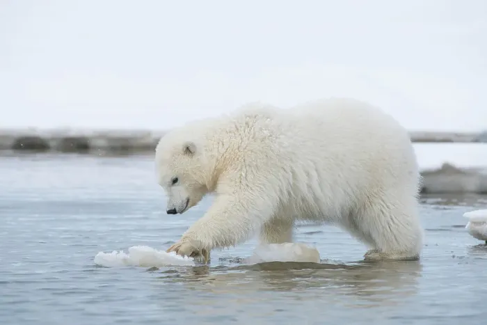 Framed Print : Polar bear (Ursus maritimus), spring cub plays with a piece of ice along a barrier island during fall freeze up Framed Print : Polar bear (Ursus maritimus), spring cub plays with a piece of ice along a barrier island during fall freeze up