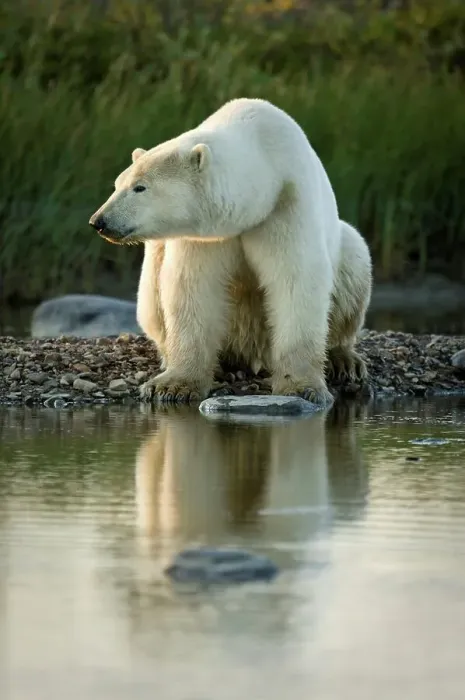 Framed Print : Polar bear (Ursus maritimus) by stream along the shores of Hudson Bay Framed Print : Polar bear (Ursus maritimus) by stream along the shores of Hudson Bay