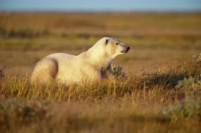 Framed Print : Polar bear (Ursus maritimus) in tundra vegetation in evening Framed Print : Polar bear (Ursus maritimus) in tundra vegetation in evening