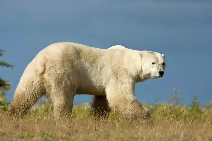 Framed Print : Polar bear (Ursus maritimus) in tundra vegetation at evening Framed Print : Polar bear (Ursus maritimus) in tundra vegetation at evening