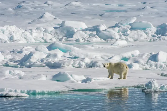 Framed Print : A polar bear (Ursus maritimus) is walking over the pack ice north of Svalbard, Norway Framed Print : A polar bear (Ursus maritimus) is walking over the pack ice north of Svalbard, Norway