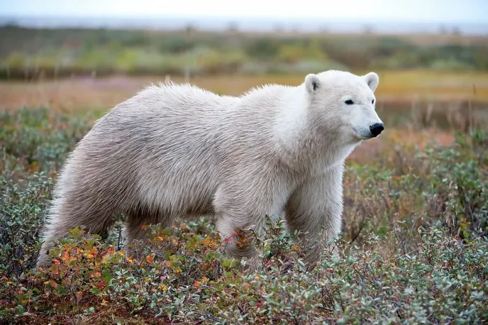 Framed Print : Polar bear (Ursus maritimus) with amongst Wild Gooseberries in tundra vegetation Framed Print : Polar bear (Ursus maritimus) with amongst Wild Gooseberries in tundra vegetation