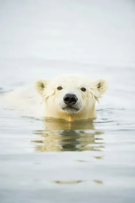 Framed Print : Polar bear (Ursus maritimus) yearling swimming in the Beaufort Sea Framed Print : Polar bear (Ursus maritimus) yearling swimming in the Beaufort Sea
