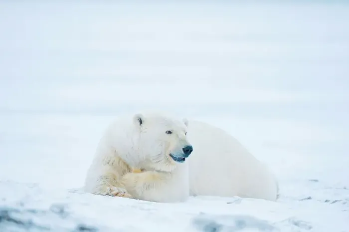 Framed Print : polar bear, Ursus maritimus, young bear rests along Bernard Spit during fall freeze up Framed Print : polar bear, Ursus maritimus, young bear rests along Bernard Spit during fall freeze up
