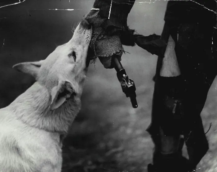 Framed Print : Police dog 'gore' gets her man she has overpowered the would be criminal. October 11, 1937 Framed Print : Police dog 'gore' gets her man she has overpowered the would be criminal. October 11, 1937