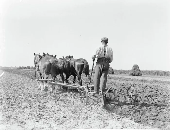 Framed Print : Poll photo collection. Report Noord-Holland. Three horses for a team in the Purmer. 1933. Noord-Holland, Purmer