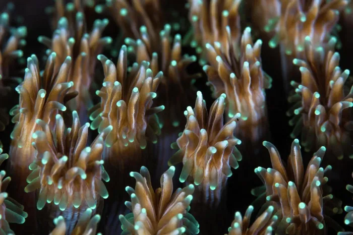 Framed Print : Polyps of a Galaxea coral colony grow on a reef in Indonesia Framed Print : Polyps of a Galaxea coral colony grow on a reef in Indonesia
