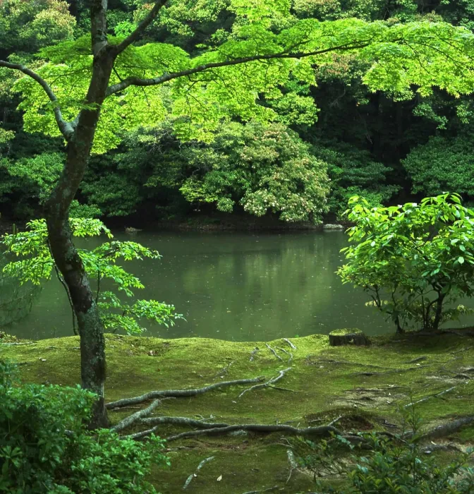Framed Print : Pond and tree on a mossy bank Framed Print : Pond and tree on a mossy bank