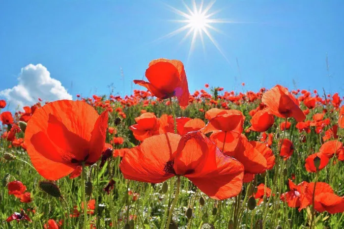 Framed Print : Poppies with sun in summer, Germany