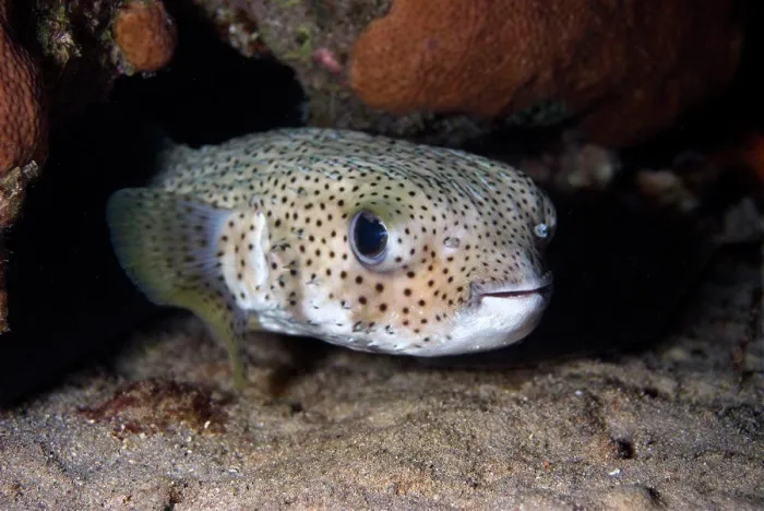 Framed Print : Porcupinefish on coral reef. Diodon hystrix. Curacao, Netherlands Antilles Framed Print : Porcupinefish on coral reef. Diodon hystrix. Curacao, Netherlands Antilles