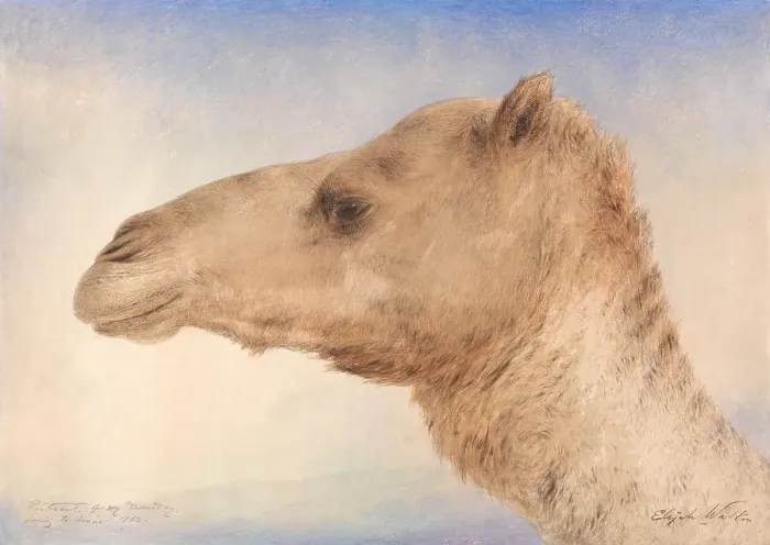 Framed Print : Portrait Artist's Dromedary Elijah Walton 1832-1880