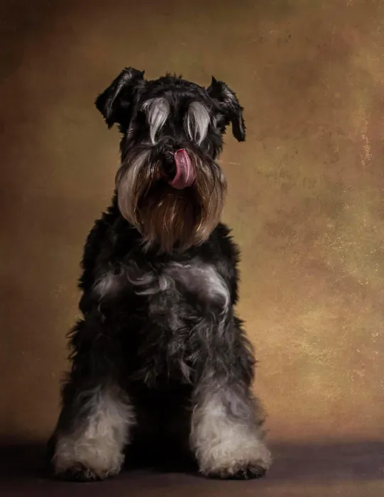 Framed Print : Portrait of cute schnauzer with tongue out licking nose and sitting in studio Framed Print : Portrait of cute schnauzer with tongue out licking nose and sitting in studio