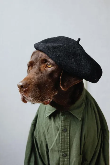 Framed Print : Portrait of a dog dressed as a human