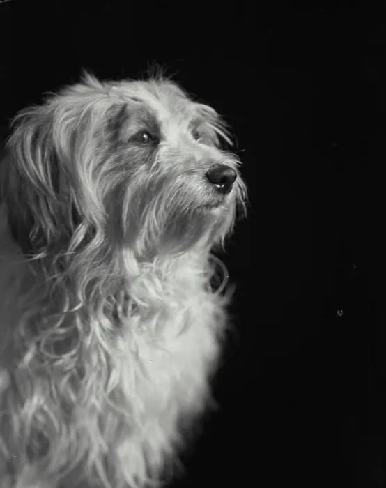 Framed Print : Portrait of dog sitting in front of black backdrop