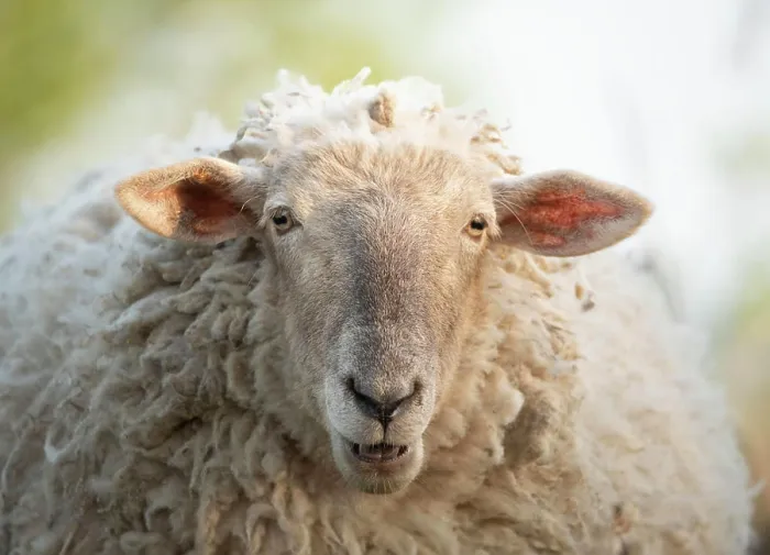Framed Print : Portrait of a domestic sheep Framed Print : Portrait of a domestic sheep