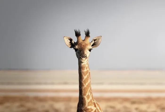 Framed Print : Portrait of a giraffe (Giraffa camelopardalis), Namibia, Africa Framed Print : Portrait of a giraffe (Giraffa camelopardalis), Namibia, Africa