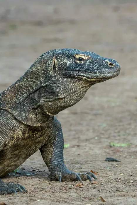Framed Print : Portrait of a Komodo dragon (Varanus komodoensis) on Komodo Island, part of Komodo National Park, Indonesia