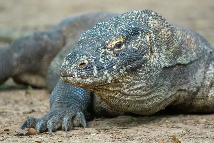 Framed Print : Portrait of a Komodo dragon (Varanus komodoensis) on Komodo Island, part of Komodo National Park, Indonesia Framed Print : Portrait of a Komodo dragon (Varanus komodoensis) on Komodo Island, part of Komodo National Park, Indonesia