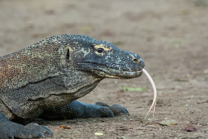 Framed Print : Portrait of a Komodo dragon (Varanus komodoensis) on Komodo Island, part of Komodo National Park, Indonesia Framed Print : Portrait of a Komodo dragon (Varanus komodoensis) on Komodo Island, part of Komodo National Park, Indonesia