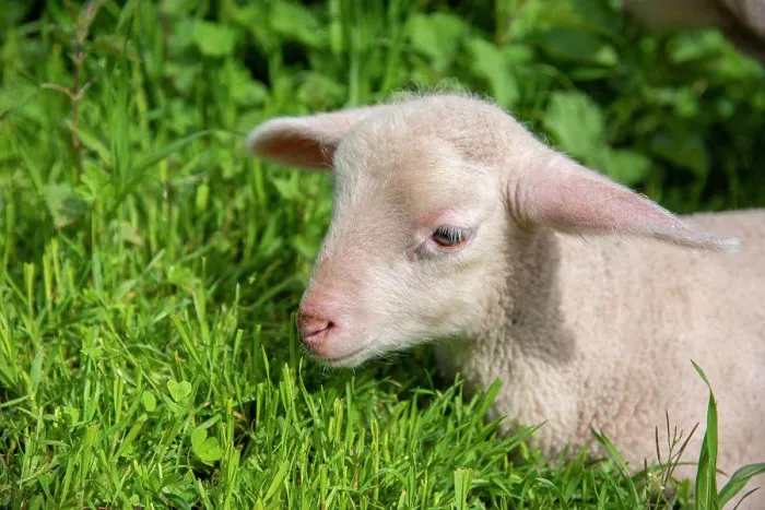 Framed Print : Portrait of lamb in a meadow, Spring, Moselle, France
