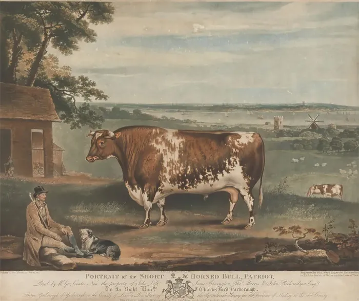 Framed Print : Portrait Short Horned Bull Patriot Print William Ward