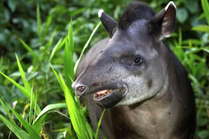 Framed Print : Portrait of South American Tapir riverbank Manu Peru Framed Print : Portrait of South American Tapir riverbank Manu Peru