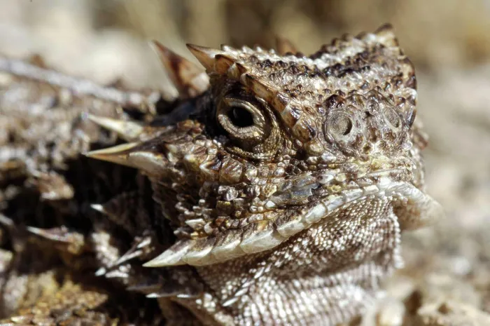 Framed Print : Portrait of a Texas horned lizard Arizona USA Framed Print : Portrait of a Texas horned lizard Arizona USA
