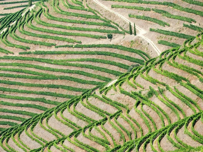 Framed Print : Portugal, Douro Valley. Terraced vineyards lining the hills Framed Print : Portugal, Douro Valley. Terraced vineyards lining the hills