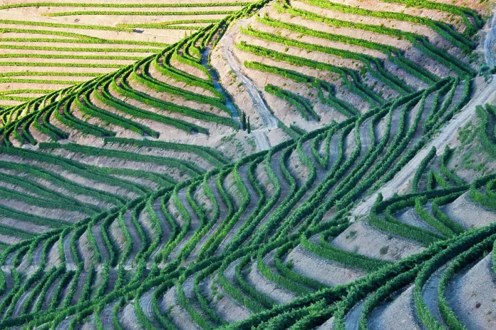 Framed Print : Portugal, Terraced Vineyards lining the hills of the Douro Valley Framed Print : Portugal, Terraced Vineyards lining the hills of the Douro Valley