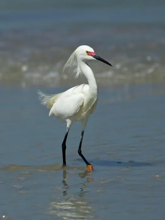 Framed Print : A pretty snowy egret is walking along the beach in shallow water in Central Florida Framed Print : A pretty snowy egret is walking along the beach in shallow water in Central Florida