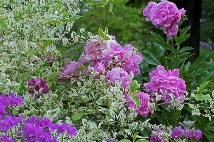 Framed Print : Primroses and peonies in bloom in a garden Framed Print : Primroses and peonies in bloom in a garden
