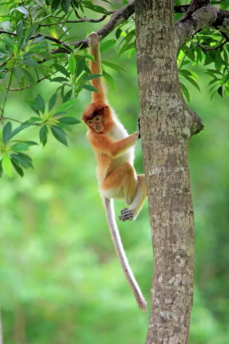 Framed Print : Proboscis Monkey, (Nasalis larvatus), Labuk Bay, Sabah, Borneo, Malaysia, Asia, young climbing on tree